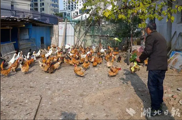 武漢養雞第一鎮開辟新藍海 升級寵物經濟產業鏈與飼料原料銷售